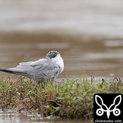 クロハラアジサシ冬羽。