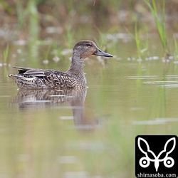 コガモは3羽の群れと単独の合わせて4羽いました。