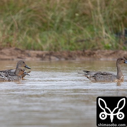 オナガガモ4羽。