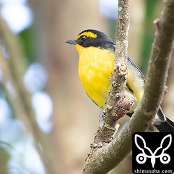 本土のキビタキは沖縄の `リュウキュウキビタキ <https://shimasoba.com/blog/680/>`_ よりもっとオレンジがかってる印象でしたが、こんなものでしょうか。