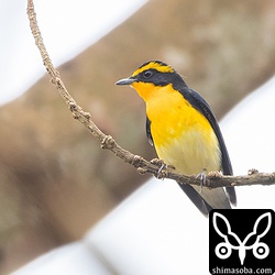 こちらはもう一つの個体。くちばしは欠けていません。