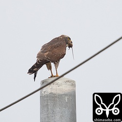 ネズミを捕まえたサシバ。何度も丸ごと呑み込もうとしていましたが、最終的にはバラして食っていました。