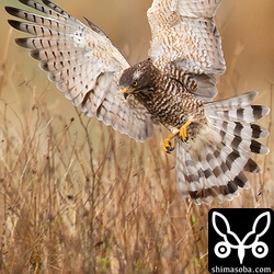 草むらへダイブした。