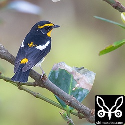 ベンチに座って静かに観察していると何度も地面に降りては採餌していました。キビタキもエゾビタキと同じような行動をしていました。