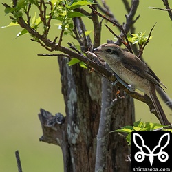 シマアカモズがバッタをはやにえにしていました。