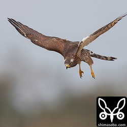 サシバはネズミを狙って草むらへ。