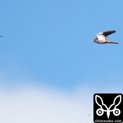 アカアシチョウゲンボウの目線の先の黒い小さな物体が獲物のハチ。