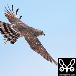 獲物を見つけて止まり木から飛び出したサシバ。