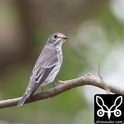 同じ公園にエゾビタキも数羽。エゾビタキとキビタキはお互いに全く干渉していなかった。
