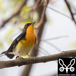 半逆光でしたが、一番近いショット。しきりに鳴き声をあげていた。地鳴きなのかなんなのかよく分からず…。
