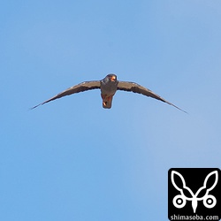 首尾よくハチを捕まえました。