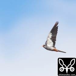 獲物を見つけて飛び出したアカアシチョウゲンボウ。