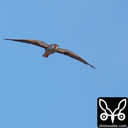 飛びながら捕まえた獲物をくっています。