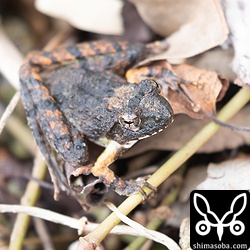 雨が降ったりの曇天だったからかリュウキュウカジカガエルも現れた。