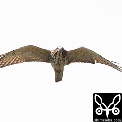 サシバの幼鳥が真上を通過した。