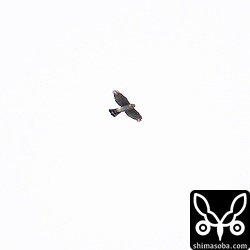 ツミの成鳥。渡りではなく居着きの個体とおもわれます。