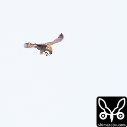 何か獲物を食いながら渡るサシバ。