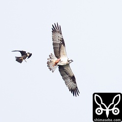 チゴハヤブサは居ついているのか、ミサゴが通過するたびにアタックしていました。