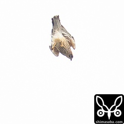 渡らずに急降下するサシバもたくさんいました。明日、渡るのでしょうか。