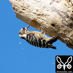 サシバの渡りポイント近くの公園ではなぜかコゲラのメスが穴を掘っていた。