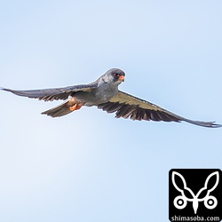 アカアシチョウゲンボウのホバリングはチョウゲンボウとほとんど同じ。