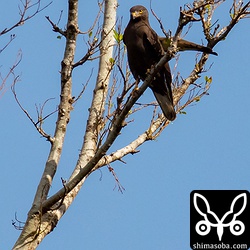 翼が変な方向を向いていますが、枝に引っかかっただけで、怪我などではありません。
