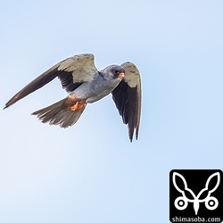 近くで何度もホバリングをする愛想の良いアカアシチョウゲンボウでした。