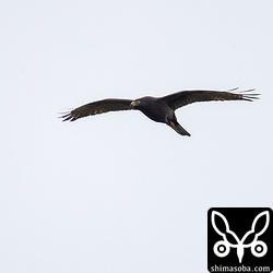 真っ黒サシバ。遠目にはカラスに見える。