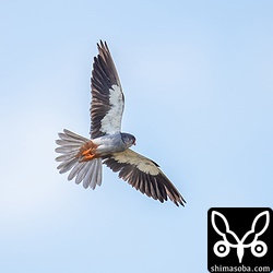 身を翻すアカアシチョウゲンボウ。美しいですね。