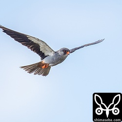 ネズミを狙ってホバリングも何度か見せてくれた。