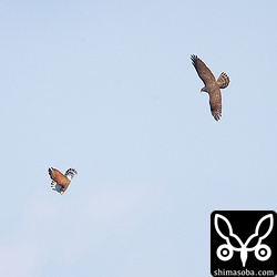 渡る気のないサシバは追っかけあいをして秋の空を楽しんでいた。