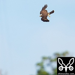 森へ急降下。この時期渡っていくサシバは幼鳥が多い。
