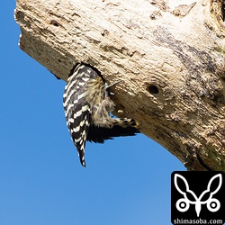 これぐらいの深さまでは掘り進めていた。