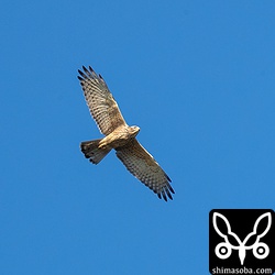 真上をサシバの幼鳥が悠々と通過した。