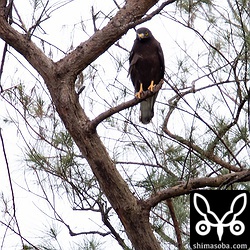 全身タイツのようだ。