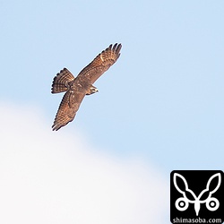 サシバの幼鳥。背面も美しいです。