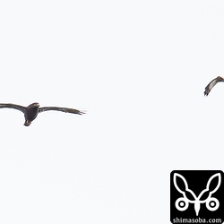 暗色型は幼鳥にも追われたりしていた。