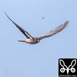 ハチをめがけて飛び立ったと思いきや、ハチを追い越してバッタを追いかけていた。