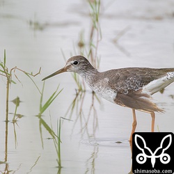 翼の折れたアカアシシギ幼鳥。