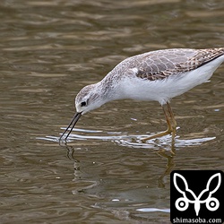 コアオアシシギは数羽が水路にいました。成鳥冬羽へ。