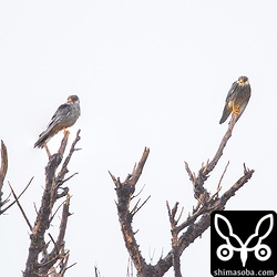 夕方には激しい雨の中、アカアシチョウゲンボウのメス(右)も同じ牧草地に現れた。