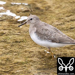 久しぶりに見たオジロトウネン。1羽だけヒバリシギの群れに混じっていました。