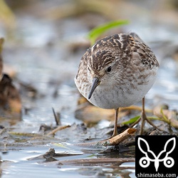 ヒバリシギは水路や田んぼにたくさんいました。