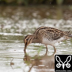 尾羽がおかしいタシギ。