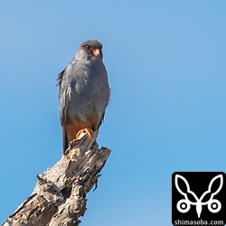 オスがお気に入りの止まり木。ここに止まってくれると比較的近いのですが、メスが止まる枝は遠い。^^;