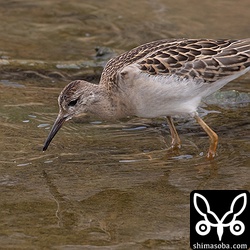 エリマキシギ幼羽から第1回冬羽。
