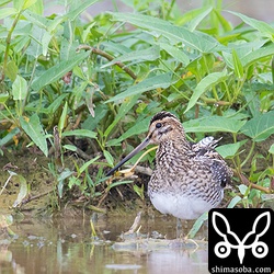 これもタシギ。田んぼはタシギだらけ。