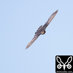 アカアシチョウゲンボウ成鳥オスの背面は一面に青灰色。