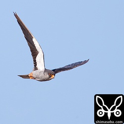 アカアシチョウゲンボウの翼下面は黒白で二つに塗り分けられたよう。一方、幼鳥は黒白のまだら模様でした。