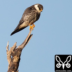 先日は激しく降る雨の中でよく見えませんでしたが、今朝は美しい姿を拝むことができました。